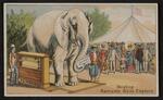 Trade cards: Set of three trade cards featuring Barnum's White Elephant by Fairbank & Company (card 2)