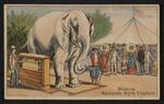 Trade cards: Set of three trade cards featuring Barnum's White Elephant by Fairbank & Company (card 3)