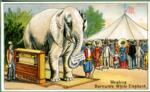 Weighing Barnum's White Elephant