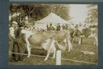 Dairy cattle at Connecticut Fair, Charter Oak Park, West Hartford