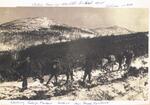 Crossing Golija Mountain north of Novi Pazar, Chetniiks are at the rear. Yugoslavia (Serbia), 1944.