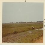 Rice Fields; ; 04/1969