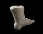 Physical object: Replica Foot of Charles S. Stratton (Gen. Tom Thumb) (view from heel)