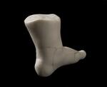 Physical object: Replica Foot of Charles S. Stratton (Gen. Tom Thumb)